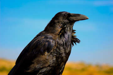 Crow
