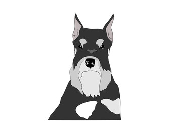 Schnauzer dog portrait, head. Black and silver , pepper and salt puppy. Vector illustration. Dog breed.