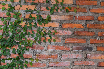 closeup of ivy on the brick wall