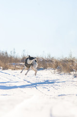 Naklejka premium Basenji dog in the snow performs a jump command, photo is in the air