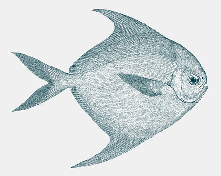 American harvestfish peprilus paru, a fish from the atlantic ocean in side view