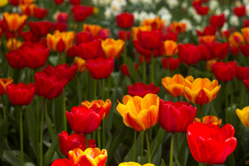 A lot of bright red and orange tulips blooms in the spring in the garden. Many flowers, background