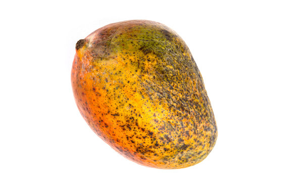 Rotten mango fruite isolated on a white background, Stock image