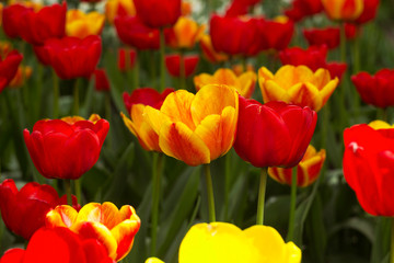 Fototapeta na wymiar A lot of bright red and orange tulips blooms in the spring in the garden. Many flowers, background