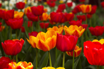 A lot of bright red and orange tulips blooms in the spring in the garden. Many flowers, background