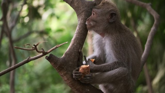 Close up of cute wild monkey eating on tree in tropical monkey forest. Bali island