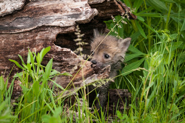 Red Fox (Vulpes vulpes) Kit Peeps Out of Log Summer
