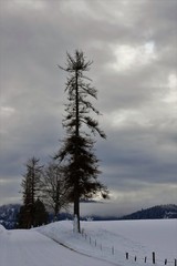 Larch tree on a cold winter day
