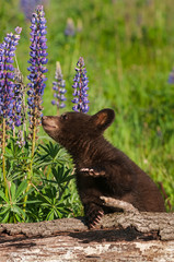 Black Bear Cub (Ursus americanus) Reaches Out to Lupine Summer © hkuchera