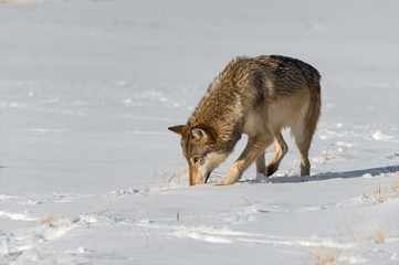 Obraz premium Grey Wolf (Canis lupus) Nose in Snow in Field Winter