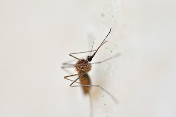 Mosquito detail on white background