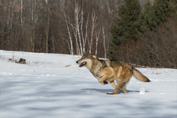 Grey Wolf (Canis lupus) Runs Left Through Snow Winter