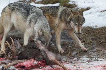 Naklejka na ściany i meble Grey Wolf (Canis lupus) Steps Cautiously Around Other at White-Tail Deer Carcass Winter