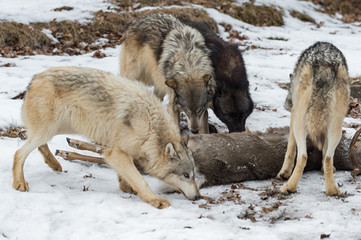 Pack of Grey Wolves (Canis lupus) Sniff at White-Tail Deer Winter