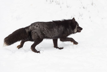 Silver Fox (Vulpes vulpes) Steps Right Through Snow Winter