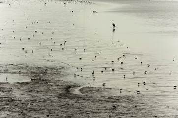 Sea birds in the sand on the beach at sunset, San Clemente del Tuyu, Buenos Aires, Argentina