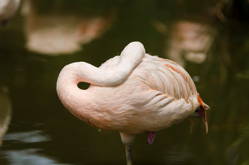 Adult flamingo resting its head and neck on its back while standing in water.