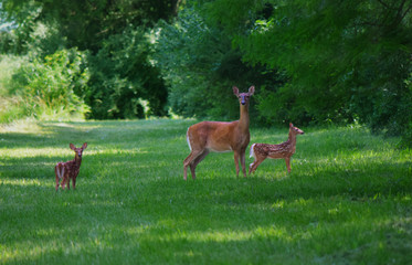 A Mother Doe Stands with Her Two Fawns in a Green Grassy Area, Deer Spotting