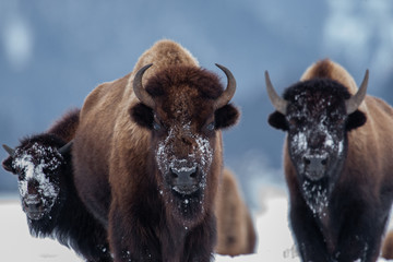 Yellowstone Bison in Winter Snows