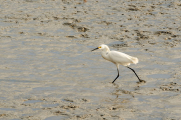 Snowy egret, egretta thula, a beautiful white heron standing on the shore