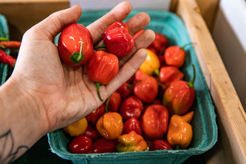 Client's hand holding up three ripe and bright small peppers from a cardboard container. Local food...