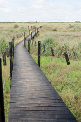 Obraz premium Elevated wooden path over a grassland