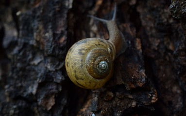 Close Up of Brown Snail Climbing Tree Bark