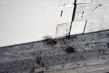 One honeybee next to hive