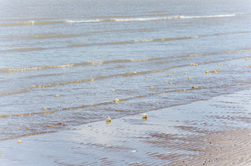 Beach full of black snail egg capsules, Adelomelon brasiliana, in Punta Rasa