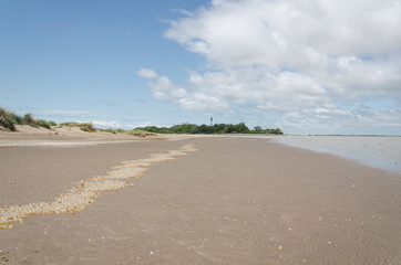 Obraz premium Landscape: beach with a row of black snail egg capsules, Adelomelon brasiliana