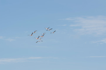 Flock of Chilean flamingos, phoenicopterus chilensis, flying
