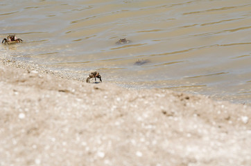 Neohelice crabs, Chasmagnathus granulata, walking along the shore in Punta Rasa