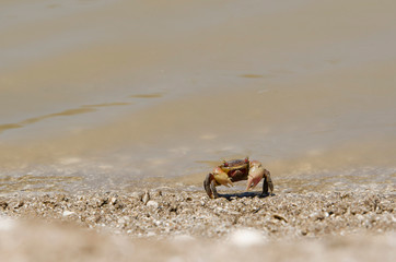Neohelice crab, Chasmagnathus granulata, walking on the sea shore in Punta Rasa