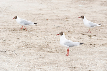 Fototapeta premium Three black-headed gulls, Chroicocephalus ridibundus, standing on the beach