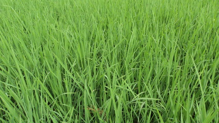 paddy field