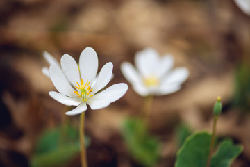 Tiny white bloodroot flower blooming on a forest floor in the Spring