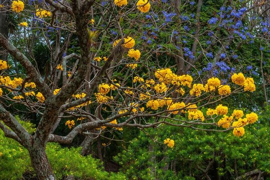 Yellow Bark and Jacarand&Atilde;&iexcl; trees in bloom during the month of April