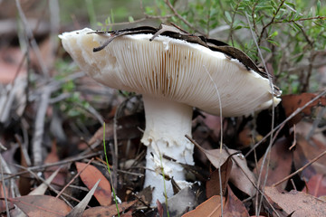 Mushroom growing up through leaf litter