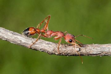 Australian Bull Ant or Bulldog Ant
