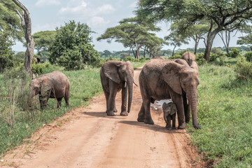 Fototapeta na wymiar Elephants on the Road in the Northern Serengeti, Tanzania