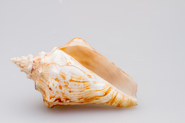 Seashells on a white background. Close-up.