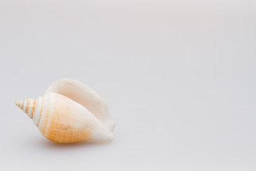 Seashells on a white background. Close-up.