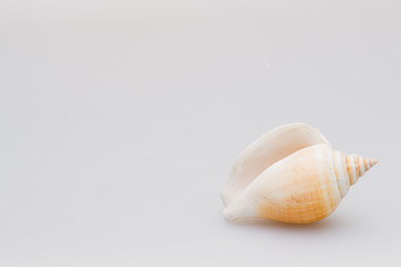 Seashells on a white background. Close-up.
