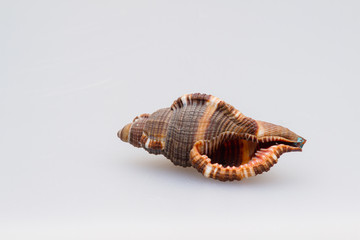 Seashells on a white background. Close-up.