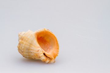 Seashells on a white background. Close-up.