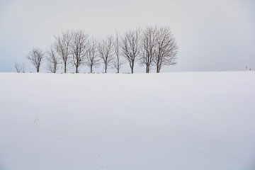 雪原と冬木立