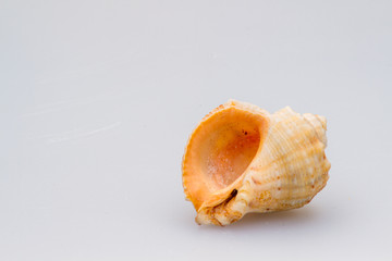 Seashells on a white background. Close-up.