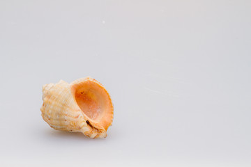 Seashells on a white background. Close-up.