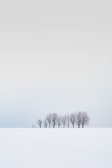 雪原と冬木立