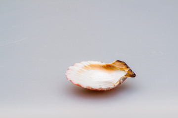 Seashells on a white background. Close-up.